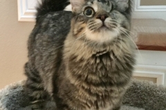 Tala