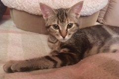 Tilly